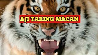 Aji Taring Macan