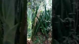 The roots of this giant sansevieri are so big they might just be edible