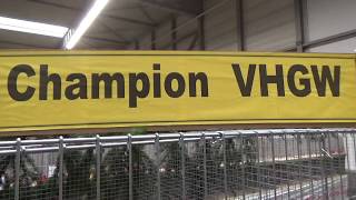 Champion VHGW*Australorps*schwarz*Henne.99. Bundessiegerschau Erfurt 2017*Rassegeflügel*