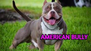 Datos sobre la Raza AMERICAN BULLY