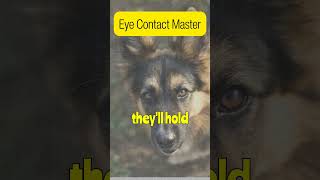 Mind-Blowing German Shepherd Intelligence| Eye Contact Master| Fact binder #shorts