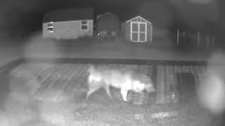 Animals on cam at night