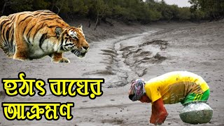 সুন্দরবনে কাকড়া ঘরতে গিয়ে প্রান হারালো মতসোজীবি | sundarban tiger attack | tiger attack victem |