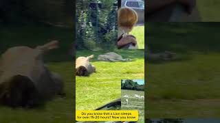 African Lion Safari in Canada #shorts #shortsafrica #fypシ゚viral #fyp #short