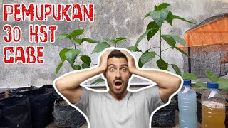 Pemupukan Lanjutan Cabai 30 HST || Update Perkembangan Tanam Organik-Semi-Unorganik