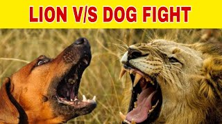 lion vs dog hunt fight #Shorts