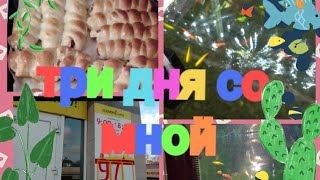 Три дня со мной, Економ классс Теперь у нас есть рыбки🐟 напекла плюшек и сосиски в тесте🤩заходи ☕