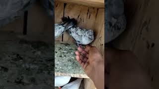 Pigeons attract on my hand 🥰😱😍 short video