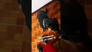 My Rottweiler loves ice cubes in these hot days 😍 #rottweiler #dog #music