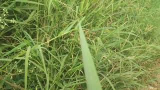 Punicum grass a nuisance weed in Uganda,a solution to Kenya pastoralists Life