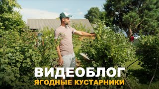 ВИДЕОБЛОГ: ЯГОДНЫЕ КУСТАРНИКИ В САДУ. Обзор сортов ягодных кустарников.