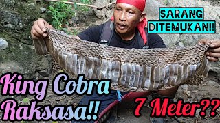 Keberadaan King Cobra +_ 7 meter di temukan!? Inikah King Cobra terbesar dari alam liar??