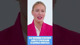 Почему бездомных животных не стерилизовали?  #еленалетучая #летучая