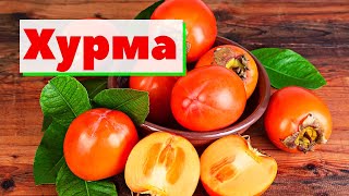 Хурма | Как это сделано | Kaki/Persimmon