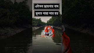 sundarban tiger#tiger #sundarban #shorts #youtubeshort