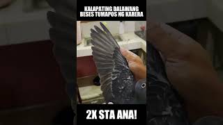 2 BESES NANG TUMAPOS NG KARERA #shorts #birds #kalapati