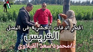 التربس اخطر الافات الحشرية للبصل الوقاية والعلاج