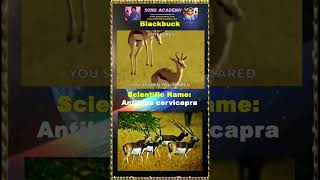 Blackbuck #buck #animals #viral  #shorts #videoshort #shortsfeed  #nanduram🌷#trending