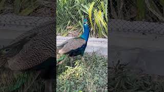 Peacock 🦚 #PeacockReels #PeacockFeathers #BirdsOfInstagram #WildlifePhotography #NatureLovers