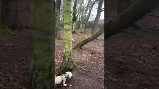 Daisy walking in the woods with one of her best friends Jack 🐩🐕 #dogwalk #jackrussell #poochon