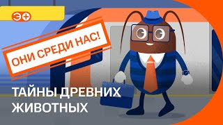 Как трилобиты, аммониты и другие древние животные попали в метро Санкт-Петербурга