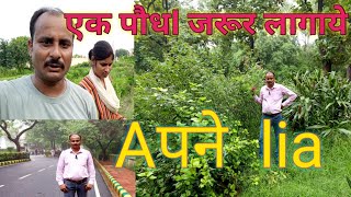 #avadheshrathourvlog#Garden#nursery# plantation#paudhe lagana#Harit Kranti# Ek ped Man ke naam#viral