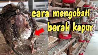 CARA MENGOBATI BERAK KAPUR PADA PUYUH PETELUR