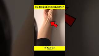 Facts about Pamaris longus muscle😳 | Toomuchfacts