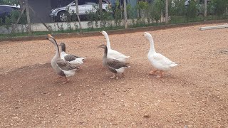 cuidando de uma galinha machucada,nasceram mais pintinhos ....e muito mais