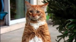 Funny cats 2024 try not to laugh