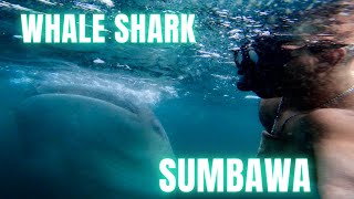 SUMBAWA HUMONGOUS WHALE SHARK (SWIMMING AND BOAT TRIP)