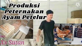 Produksi Peternakan Ayam Petelur || Ide Kreatif Usaha Dengan Omset Besar