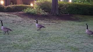 The Three StooGeese! #canadageese #canadagoose #geese #goose #goosechannel #goosecalls #naturewalk