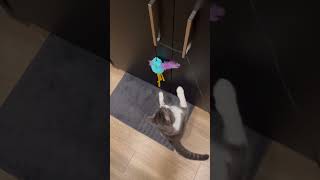 One day I’ll get this Blue bird.｜Mattie每日一逗貓 #cat #catteaser #funnycat #cutecat #kitten #catvideos