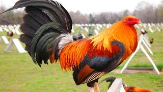 ROOSTER CROWING 🐓 Rooster Sound Videos