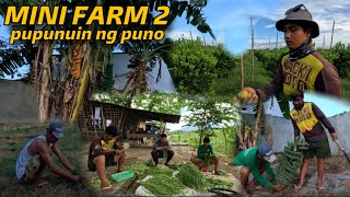 PAGTATANIM SA BAGONG MINI FARM LOT (Part 2)