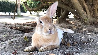 A rabbit, relaxing, notices a human!