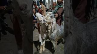 Bakra Mandi #Qurbani #shorts #youtubeshorts