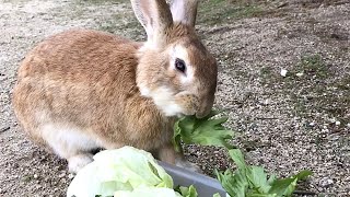 Rabbit: "I've never had such good grass in my life!"