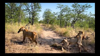 Nomad Male LIONS FIGHT OVER IMPALA KILL.