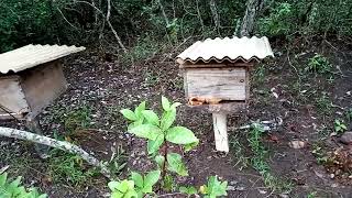 Manejo das colmeias para proteger contra o frio 🐝🐝💨💨💨#proteção #frio