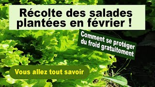 Salades plantées le 9 février 2023 : superbe récolte, système antigel gratuit