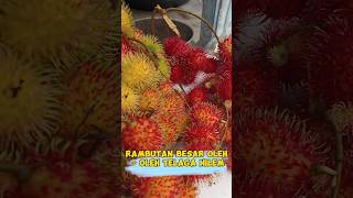 rambutan besar oleh - oleh telaga Nilem #rambutan #shorts