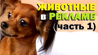 Галилео. Животные в рекламе (часть 1)