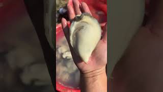 Harvesting big oyster #shortsfeed  #oysters #youtubeshort