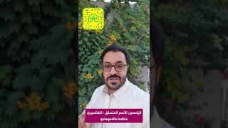 أزهار ملونة في شجرة واحدة تعرف على شجرة الياسمين الأحمر المتسلق مع #أحمد_الغدير ناشط البيئة والتشجير