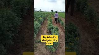 Marigold, Lilly farms #organicfarming #farming #flowers #garden #shorts #ytshorts #youtubeshorts