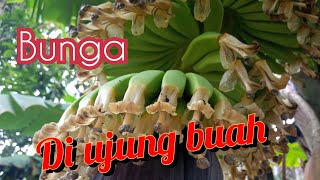 Kembang gedang(@bambangwicaksonobamby281 )#jantungpisang #pisang #gedang #pertanian