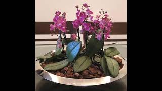 Arranjo com mini orquídeas