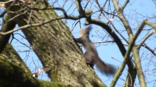 Flottes Eichkatzerl ☼ Frühlingserwachen am Mönchsberg